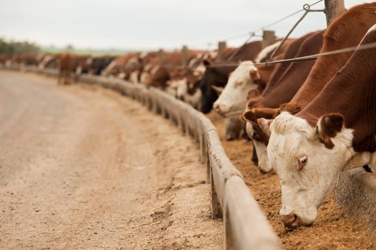Um parasita ameaça o rebanho bovino (já reduzido) dos EUA