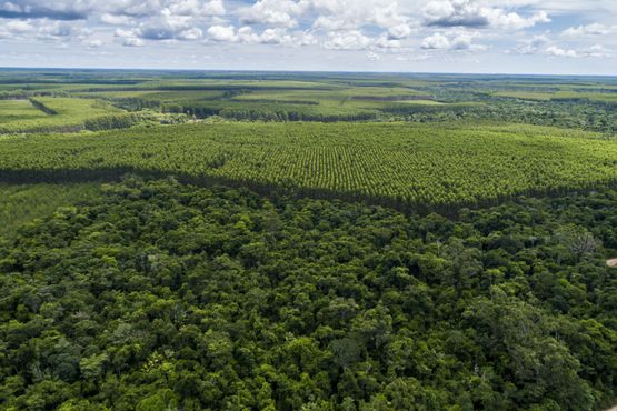 COP30: Por que o Brasil deve liderar a agenda climática