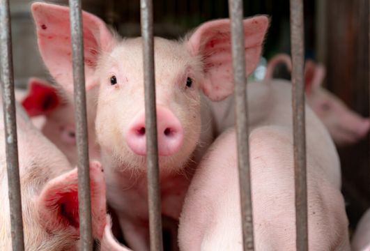 Peste suína na China impulsiona empresas de proteínas
