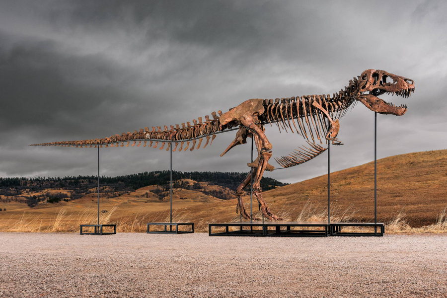 O dinossauro mais valioso do mundo 