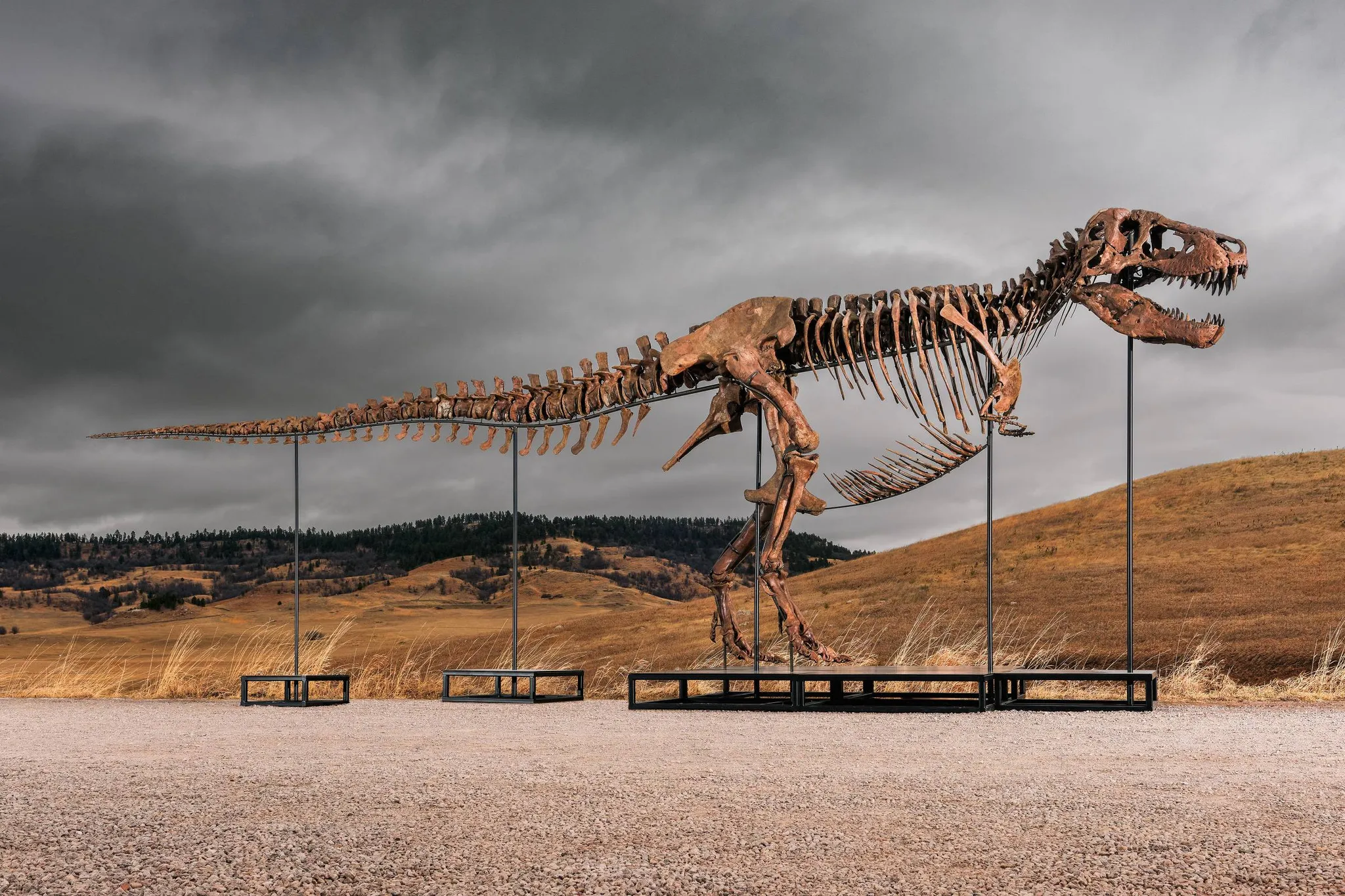 O dinossauro mais valioso do mundo