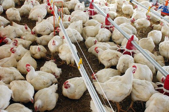 Nildemar estava certo: as lições do colapso da BRF