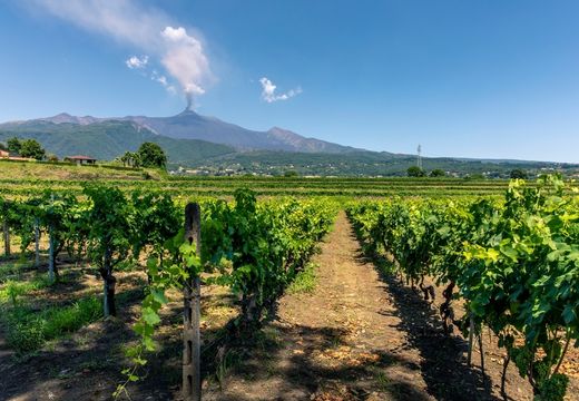 As maravilhas do Etna, a Borgonha do Mediterrâneo