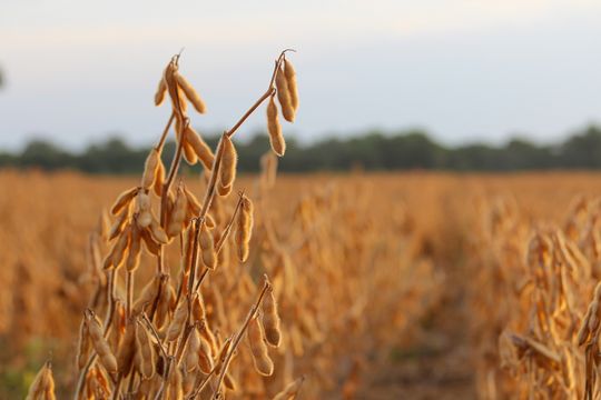 Guerra, margens fracas, e agora El Niño. O agro não tem um dia de paz