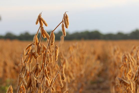 Guerra, margens fracas, e agora El Niño. O agro não tem um dia de paz