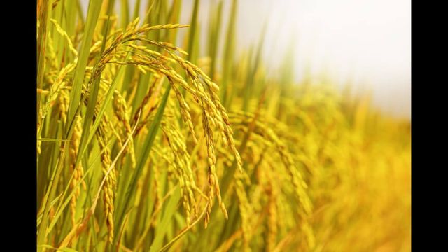 Menor safra de arroz em 4 anos impulsiona ações da Camil