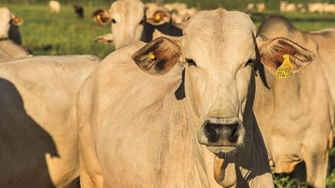 Como a Minerva Foods monitora seus fornecedores