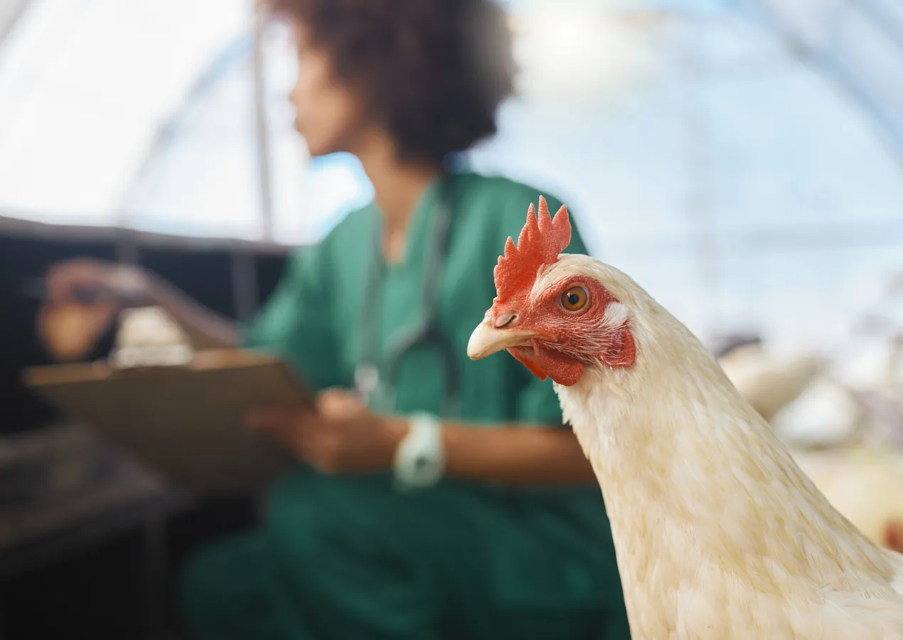 Novo foco de doença em aves em SC. O risco agora são os vizinhos