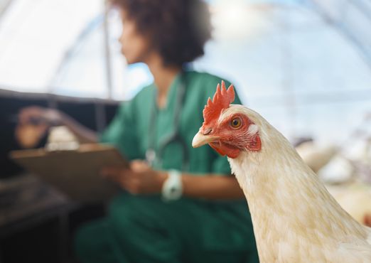 Novo foco de doença em aves em SC. O risco agora são os vizinhos