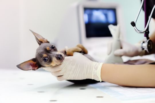 Petlove compra a Provet, entrando em laboratórios