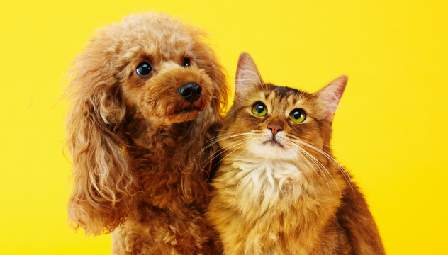 A Petz-Cobasi finalmente vai sair do papel
