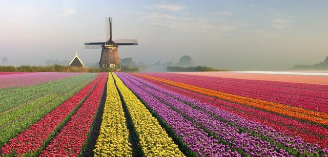 Bitcoin não é tulipa: 4 fatores que nos fazem resistir à inovação
