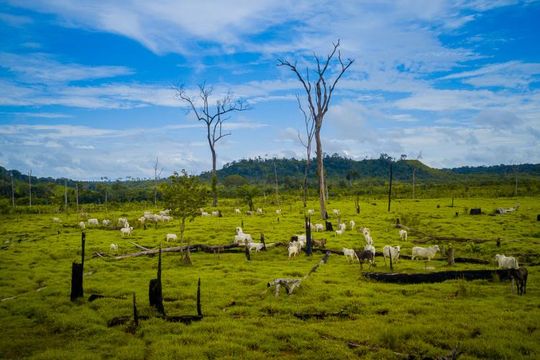 JBS dá ‘tiro de canhão’ para preservar a Amazônia