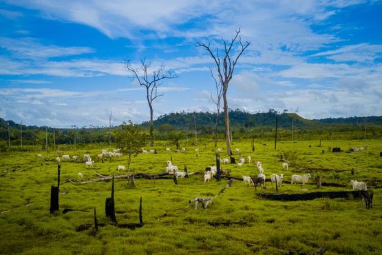 JBS dá ‘tiro de canhão’ para preservar a Amazônia
