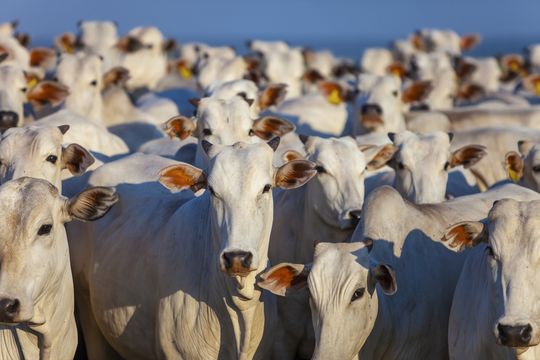 As duas obsessões da Minerva: diversificar e desalavancar