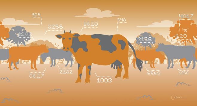 Big data, great vacas