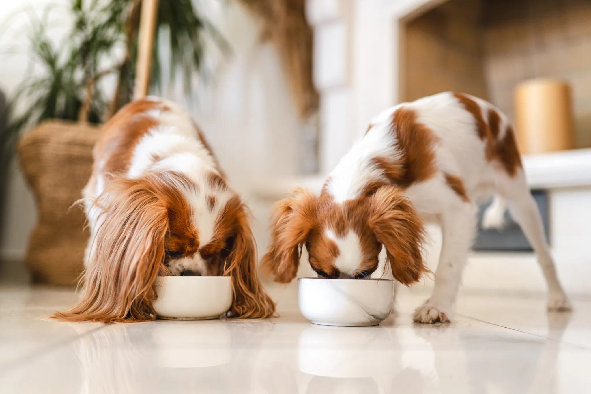 Tigela funcional: a sofisticação na alimentação pet