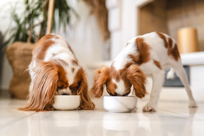 Tigela funcional: a sofisticação na alimentação pet
