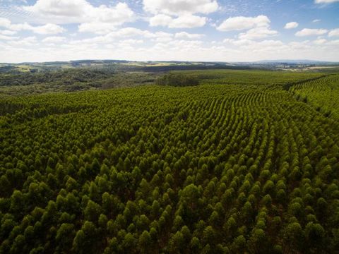 Suzano compra Fibria em operação de R$ 65 bi