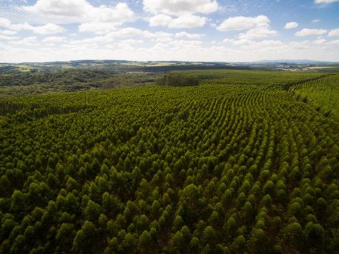 Suzano compra Fibria em operação de R$ 65 bi