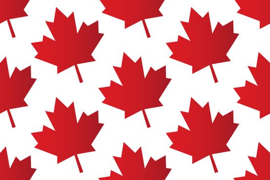 Candidata canadense: ‘Temos alavancagem contra você, Donald’