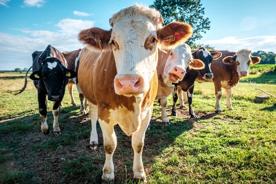 Em New York State vs. JBS USA, uma acusação de ‘greenwashing’