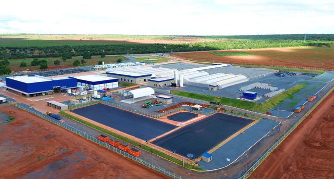 A macaúba está prestes a decolar: Acelen Renováveis avança na produção de SAF