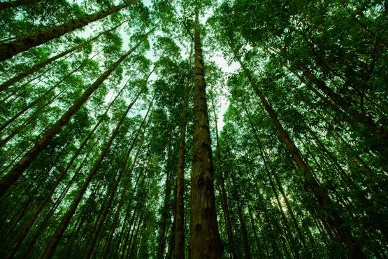 Dexco vende mais ativos florestais para reduzir sua dívida