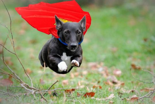 DogHero faz sua maior rodada