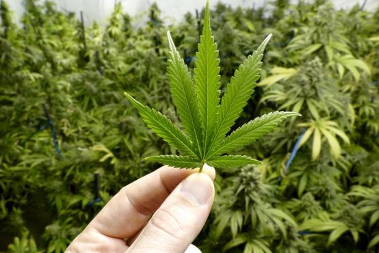 O novo barato da Ambev: maconha (no Canadá)