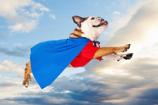 Petlove compra DogHero e cresce em serviços