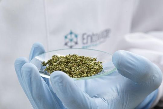 Quando a maconha é o remédio: a luta da Entourage para criar um mercado