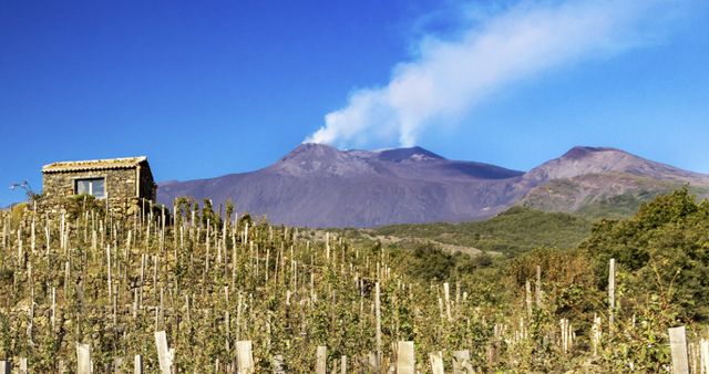 Uma viagem à Etna, do vulcão para a taça