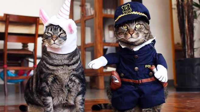 Petz compra Cansei de Ser Gato em seu primeiro M&A