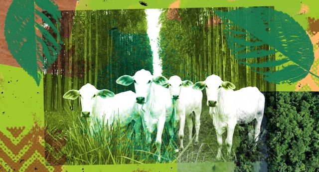 O ‘passaporte verde’ para a carne do Mato Grosso