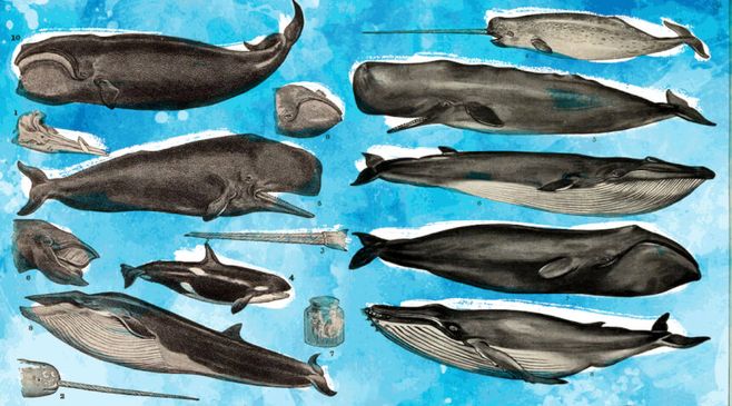 Baleia à vista: como espécies em extinção voltaram com tudo ao litoral