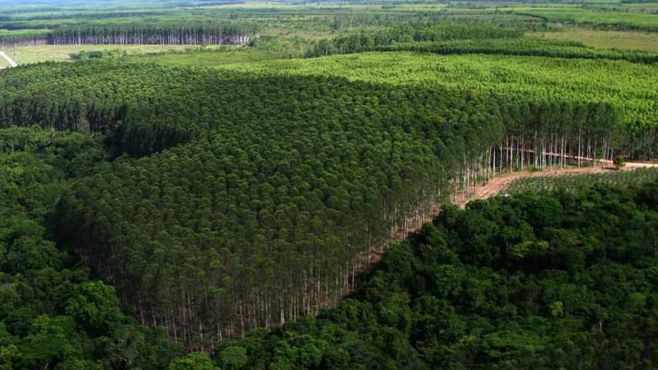 Suzano: planta de R$ 15 bi aumentará capacidade em 20%