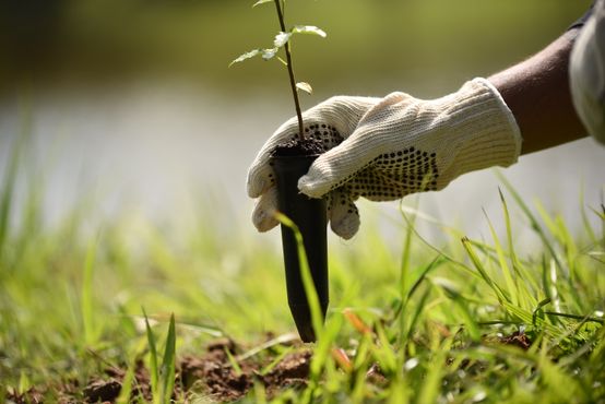 Ambev planta 2 milhões de árvores e ajuda a recuperar bacias hidrográficas no Brasil