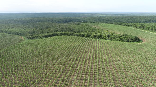 A AVB aposta na floresta por um aço mais verde (e rentável)