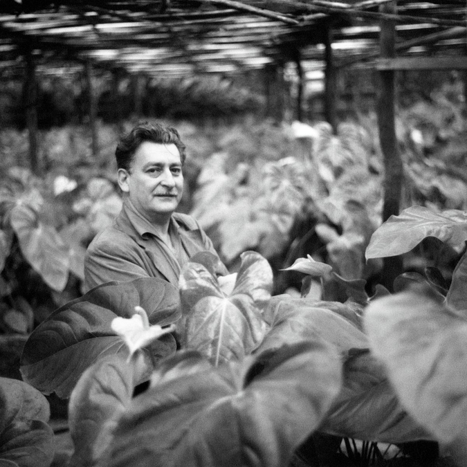 A pesquisa botânica que moldou a obra de Burle Marx