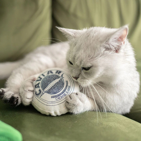 Top 9: Very Important Pets