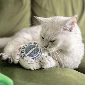 Top 9: Very Important Pets