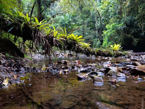 O FIP que compra a floresta para protegê-la