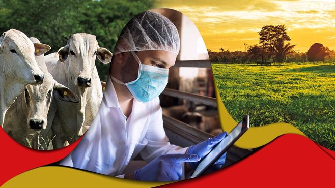 Minerva Foods tem 100% de conformidade socioambiental no Pará; quem diz é o MPF