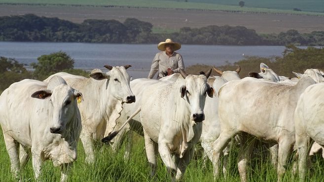 FGV: pecuária do Brasil caminha para reduzir 79,9% das emissões até 2050 – mesmo com mais produção