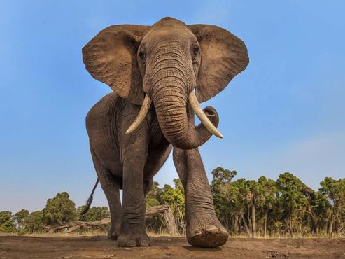 Um elefante incomoda muita gente. Mas uma exposição sobre eles é adorável