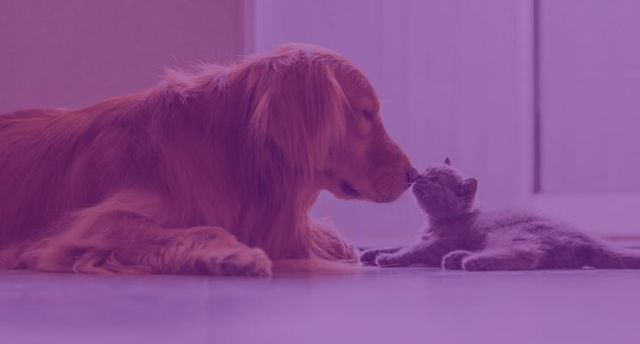 Petlove atrai Softbank. Assinatura é um negócio bom pra cachorro