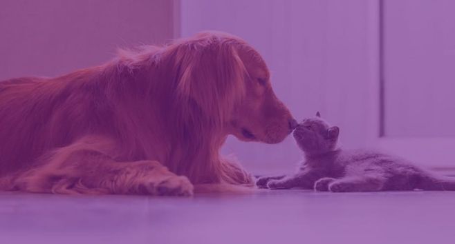 Petlove atrai Softbank. Assinatura é um negócio bom pra cachorro