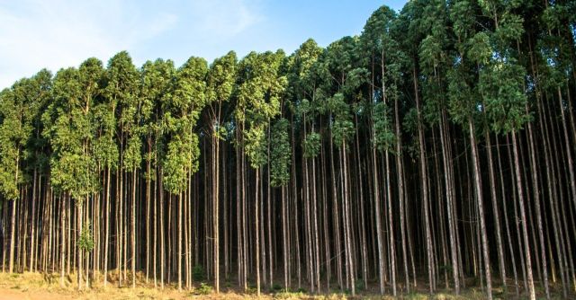 BREAKING: Klabin paga quase R$ 6 bilhões por terras e madeira da Arauco
