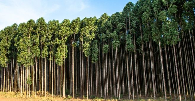 BREAKING: Klabin paga quase R$ 6 bilhões por terras e madeira da Arauco